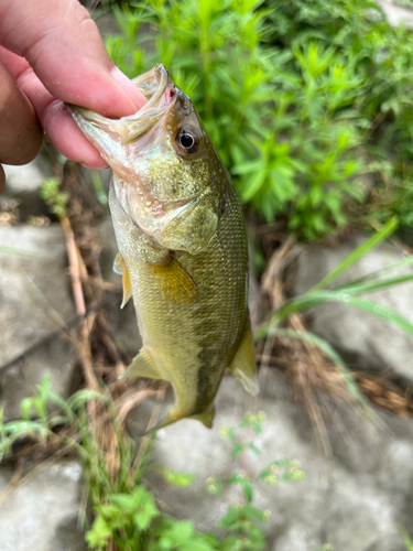 ラージマウスバスの釣果