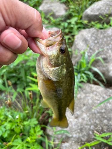 ラージマウスバスの釣果