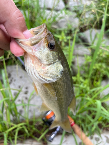 ラージマウスバスの釣果