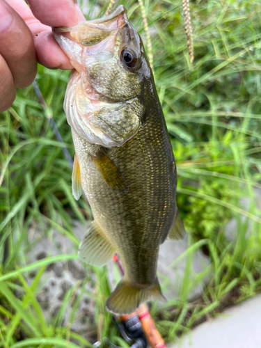 ラージマウスバスの釣果