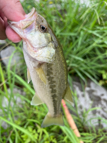 ラージマウスバスの釣果