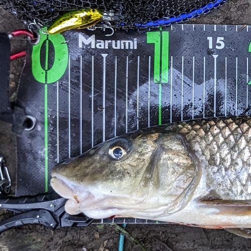 ニゴイの釣果