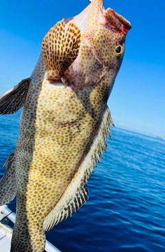 オオモンハタの釣果