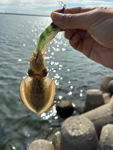 コウイカの釣果