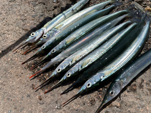 サヨリの釣果