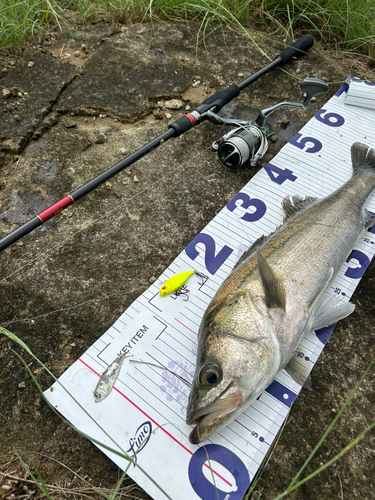 シーバスの釣果