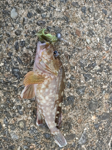 カサゴの釣果