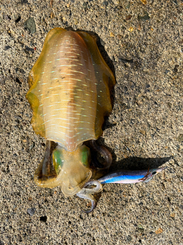 アオリイカの釣果