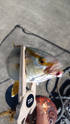 カンパチの釣果