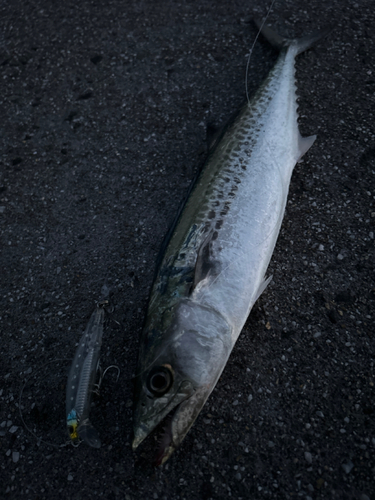 サゴシの釣果