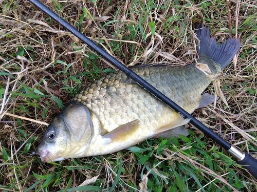 フナの釣果