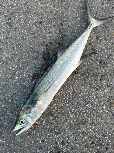 サゴシの釣果