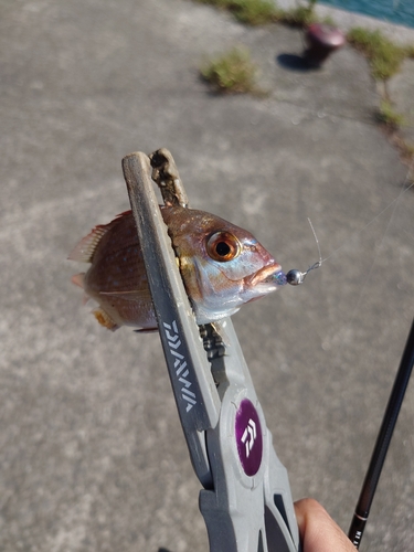 タイの釣果