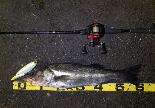 シーバスの釣果