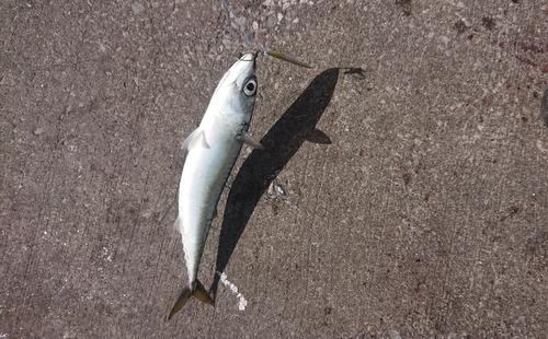 マサバの釣果