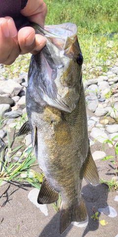 スモールマウスバスの釣果