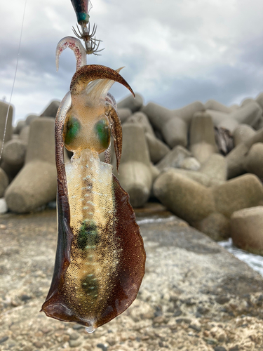 アオリイカの釣果