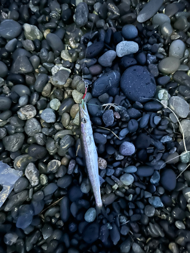 カマスの釣果