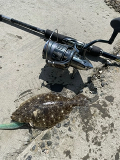 ソゲの釣果