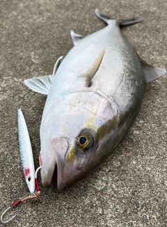 ショゴの釣果