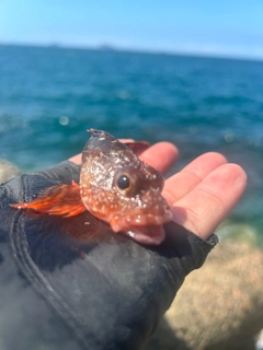 アラカブの釣果