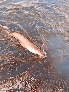 ナマズの釣果