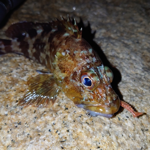 カサゴの釣果