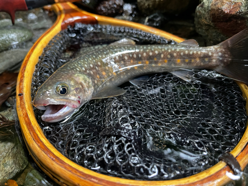 イワナの釣果