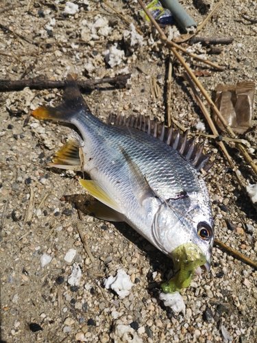 キビレの釣果