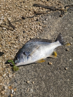 キビレの釣果