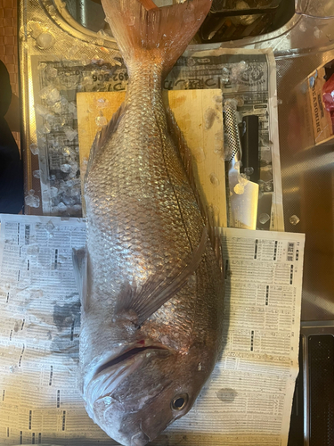 タイの釣果