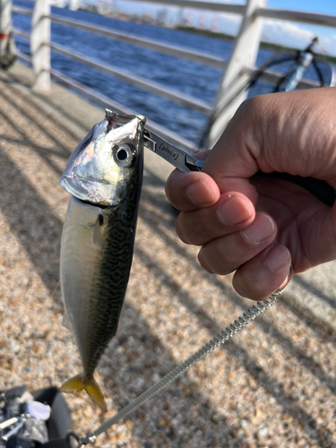 サバの釣果