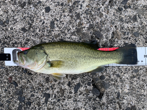 ブラックバスの釣果