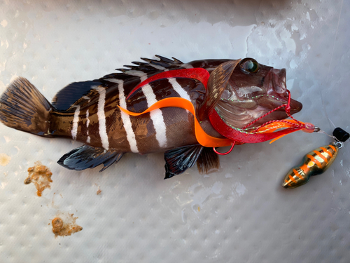 マハタの釣果