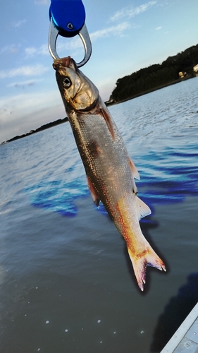 ウグイの釣果