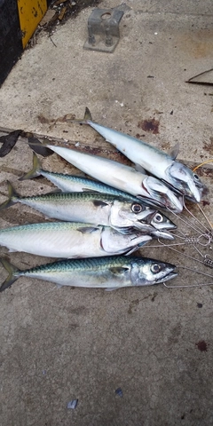 サバの釣果