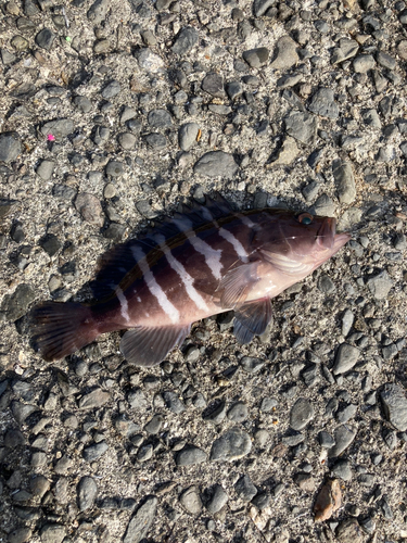 マハタモドキの釣果