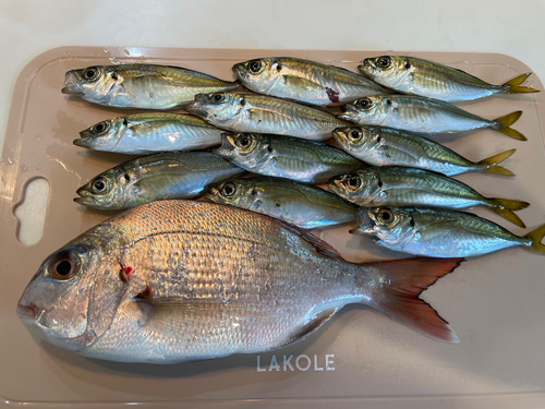 アジの釣果