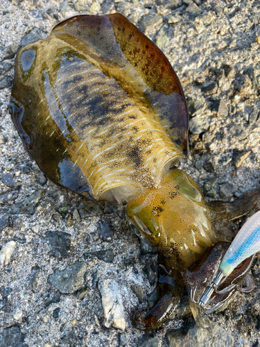 アオリイカの釣果