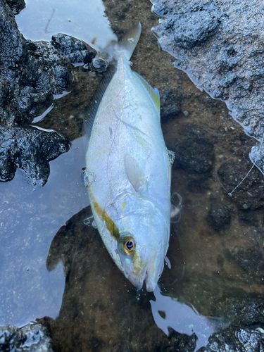 ショゴの釣果