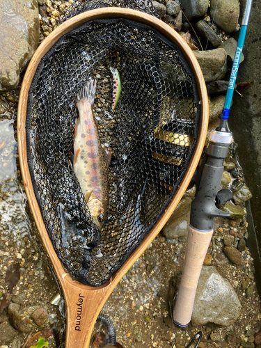 ヤマメの釣果