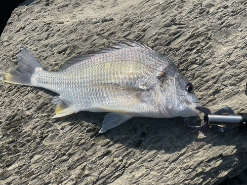 キビレの釣果