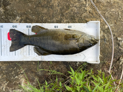 スモールマウスバスの釣果