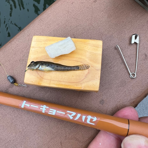 マハゼの釣果