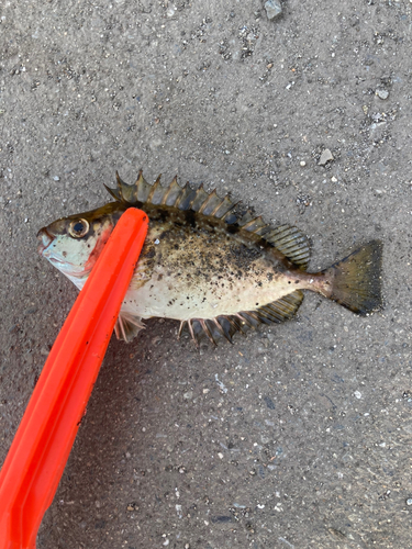 アイゴの釣果