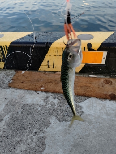 サバの釣果