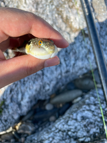 クサフグの釣果