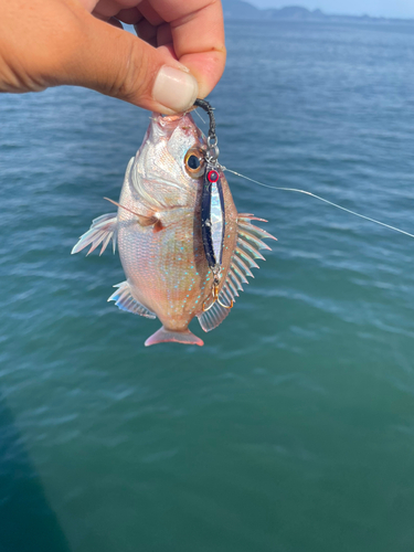 チャリコの釣果