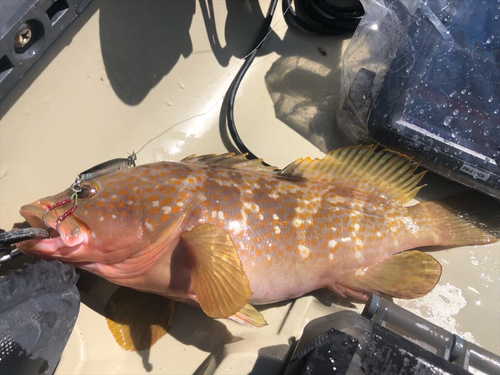 アコウの釣果