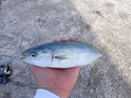 コゾクラの釣果